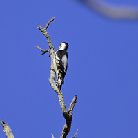 �����ľ��