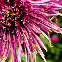 ��������ջ�չ