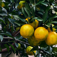 ���յļ���