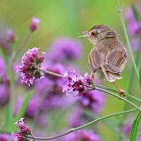 ��ɽ�ᱱ���޲ݻ����е�С����ɽ��ݺ