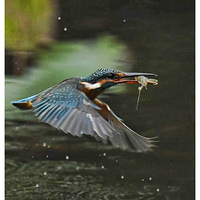 ץϺ��׮�Ĵ���