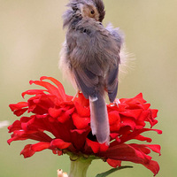 ��ɽ�ᱱ����������������С����ɽ��ݺ