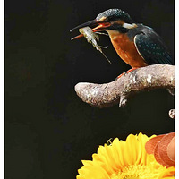 ��Ϻ������š�