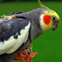 ������Ů��