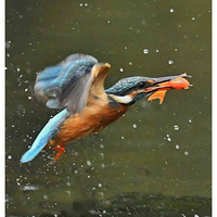 ץ������׮�Ĵ���