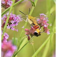 ���޲��ϵķ��