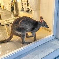 �������⣭�տ�ҹ�Ƶ�