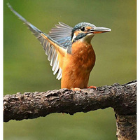 ����ץ���������