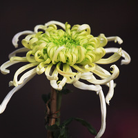 �һ�����ٻ�ɱ