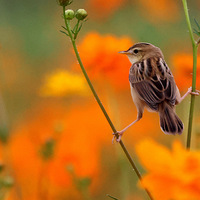 ��ɽ�ᱱ�����е�С��������βݺ