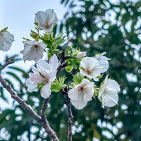 �����չ�������ɽ���£�һ֦ӣ�������Ű�ɫӣ��