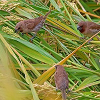 ��ɽ�ᱱ��ʳ���ȵİ�����