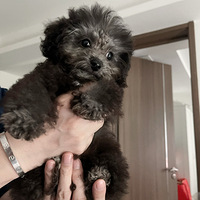 Сɫ̩ϵܵ¼ңĿǰ´Ѵ2