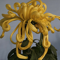 ��԰�����Ҷ���