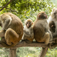 Ұ��⨺�  ��  ���Ҷ�����������