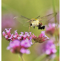 ���޲��ϵķ��