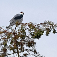 ��ɽ�ᱱ����֦�����\���