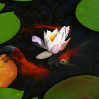 ����ҧ��