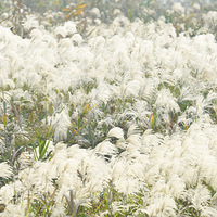 Ǯ������«����