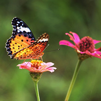 ���߰�����