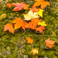 ��ͩ��ҶƮ������Ũ��