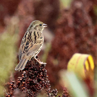 ��ɽ�ᱱ��ʳ������Ļ�ͷ�c