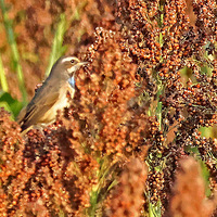 ��ɽ�ᱱ������еĹ��Ҷ����ص㱣�������������