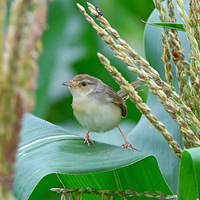 ���׵���С��   1