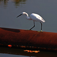 ���ص���