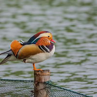 ���ɽԧ����Ϣ