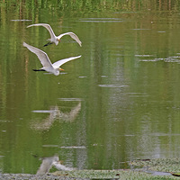 ��Ϫʪ��˫�ɵİ���