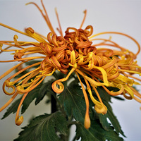 2025�ջ����˶��