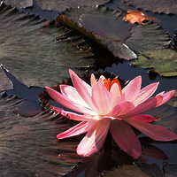 ��ɽ����ɫ