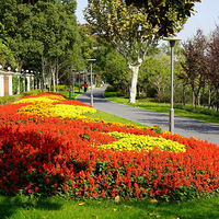 ��Ӱ����2511 �ż�亳���