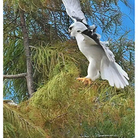 �������ϸ��µĺڳ��