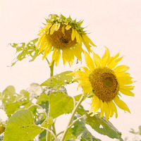 ��������տ�