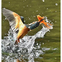 ����ץ������׮