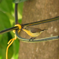 �Ƹ�������