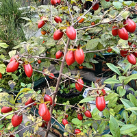 С�����������������㲻��ʶ����