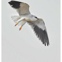 ���е��\���