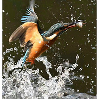 ����ץһ��С����