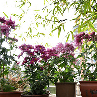 ��̨�ϵľջ�ʢ����