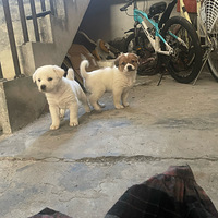 СֻСɰҺ˼ңѽѽ42