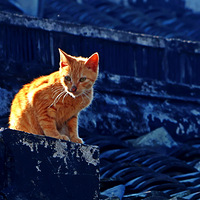 è������