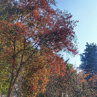 ��Ҷ����