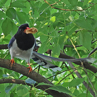 ��֦�ϵ������ĺ�����ȵ