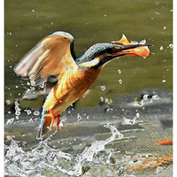 ץ������׮�Ĵ���