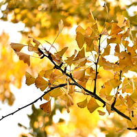 �������ɫ��