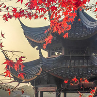 ���ŷ�Ҷ���ˣ�