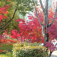 ��Ҷ����